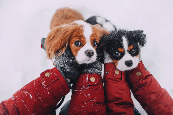 Two Cavalier King Charles Spaniel's looking at the camera Royalty Free Stock Photos