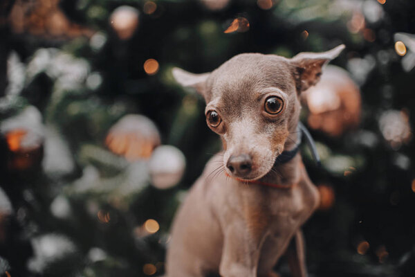 Miniature dog with big eyes looking at the camera