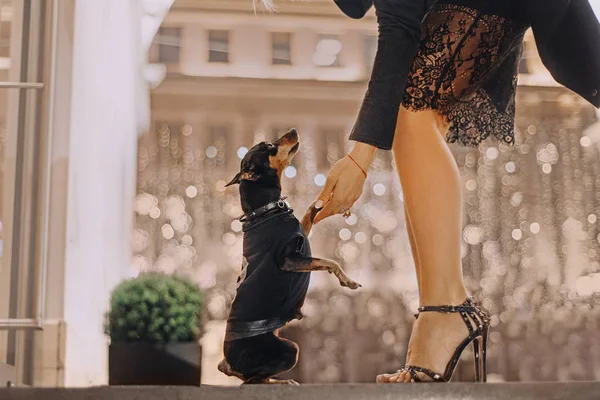 Mädchen geht mit Hund durch die Stadt — Stockfoto
