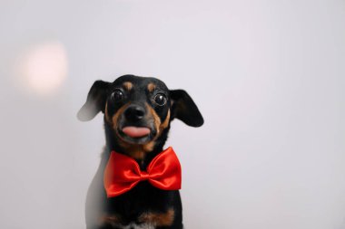 A small dog sitting in a bowtie and shows his tongue clipart