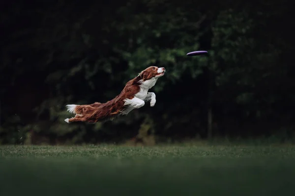 갈색과 흰색 테두리 콜리 개는 디스크를 잡는다 — 스톡 사진
