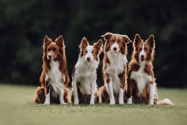 Cztery przygraniczne psy collie siedzące obok siebie — Zdjęcie stockowe