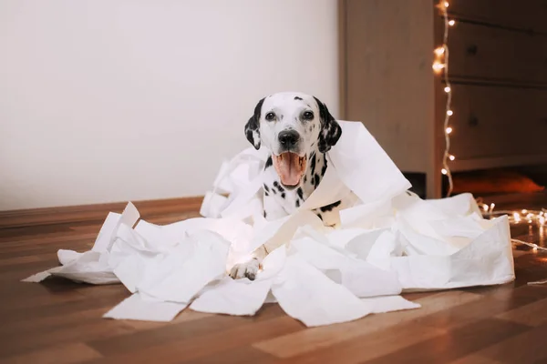 Далматинская собака в куче бумаг. — стоковое фото