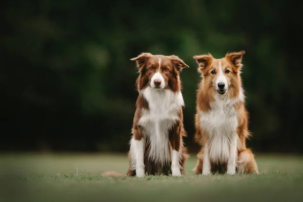 Dos perros collie fronterizos sentados uno al lado del otro — Foto de Stock