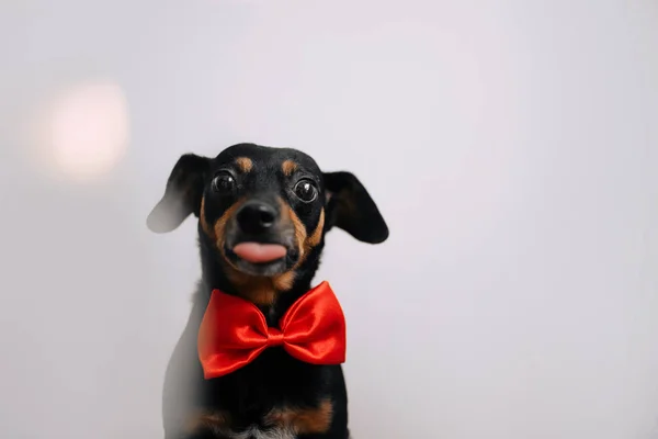 Un piccolo cane seduto in un papillon e mostra la lingua — Foto Stock