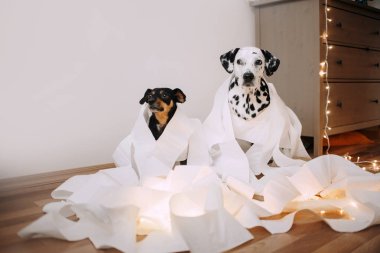 Two dogs made a mess of paper clipart