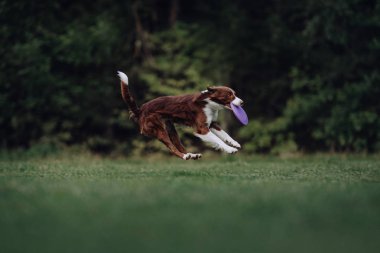 Kahverengi ve beyaz sınır collie köpek disk yakalamak