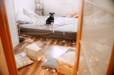 Küçük köpek bir karmaşa içinde yatakta oturan