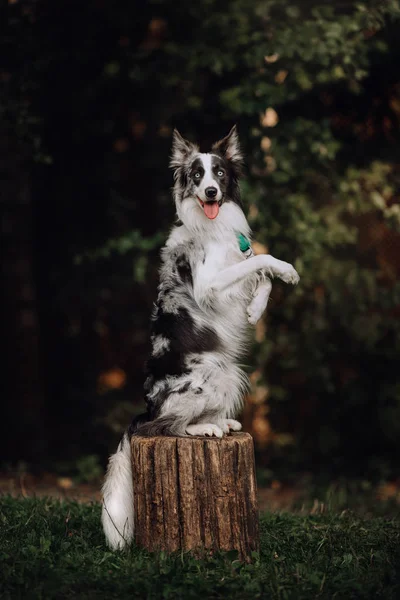 トリックをやってブルーメルルボーダーコリー犬 — ストック写真