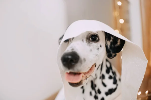 Голова далматинских собак покрыта бумажными полотенцами — стоковое фото