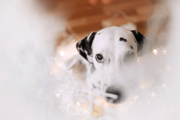 Blyg dalmatisk hund tittar på kameran — Stockfoto