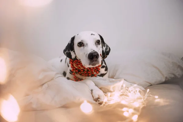 Dalmatisk hund som ligger i juldekorationer — Stockfoto