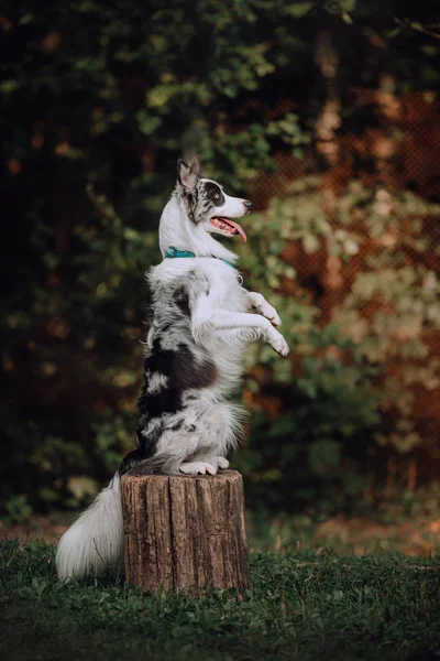 Blue-merle Fronteira collie cão fazendo um truque — Fotografia de Stock
