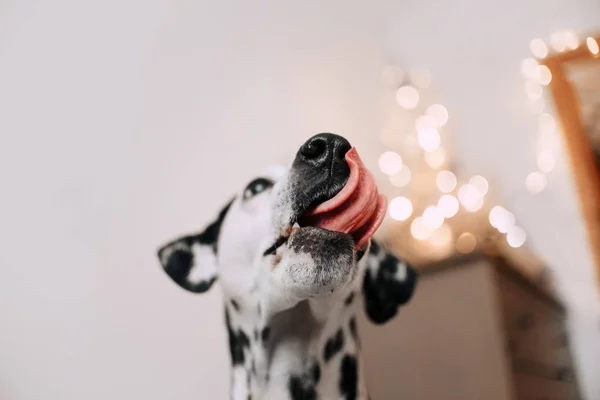 Dalmatische hond likt zijn neus op lichte achtergrond — Stockfoto