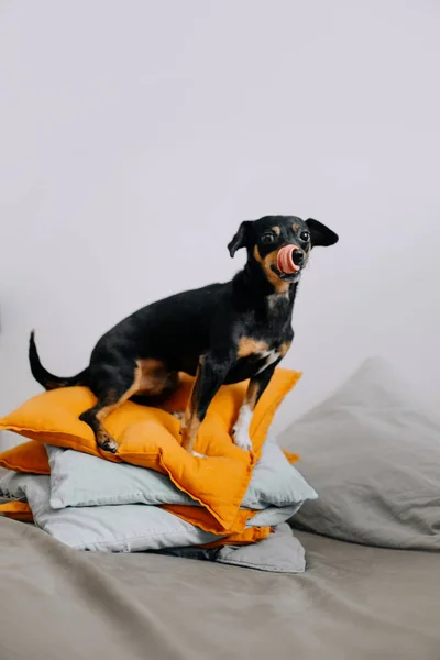 Pequeno cão preto sentado em travesseiros coloridos — Fotografia de Stock