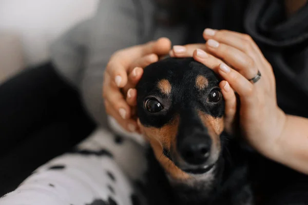 Lilla hunden är smekte på huvudet — Stockfoto