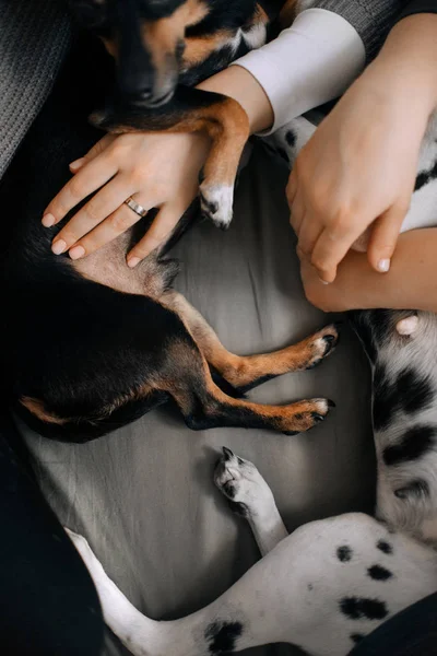 Собаки лежат в руках хозяев — стоковое фото