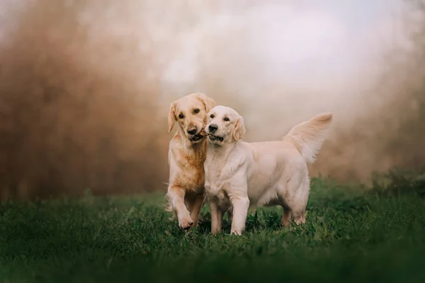 Две собаки-золотистые ретриверы бегут с палкой — стоковое фото