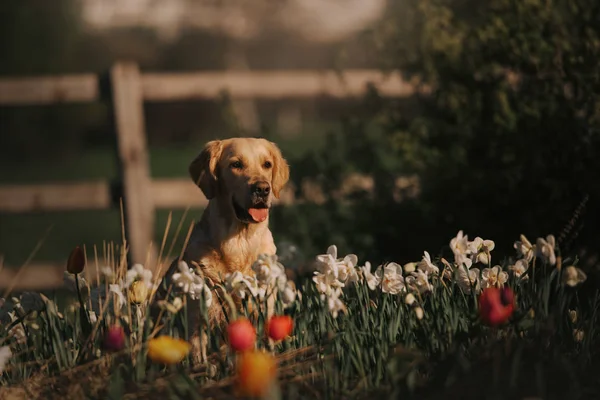 Золотистая собака-ретривер сидит на клумбе — стоковое фото