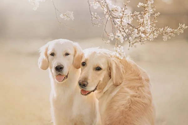 Portrait de deux chiens Golden retriever avec branche de fleurs — Photo