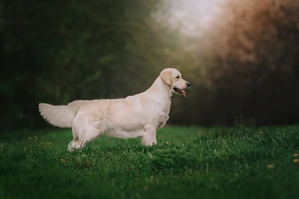 Hermoso perro golden retriever se para en el parque — Foto de Stock