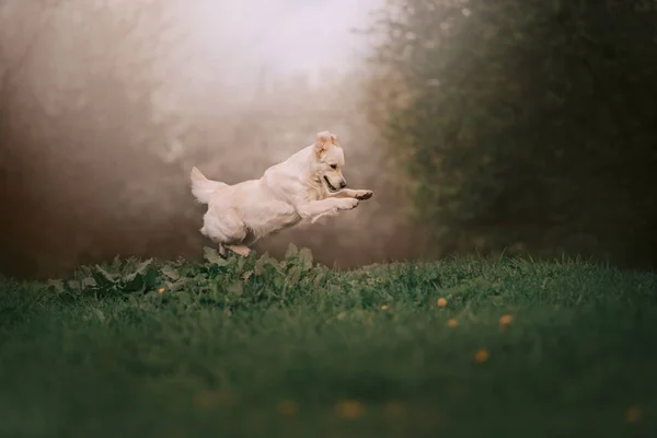 Golden retriever dog jumping in the grass — Stock Photo, Image