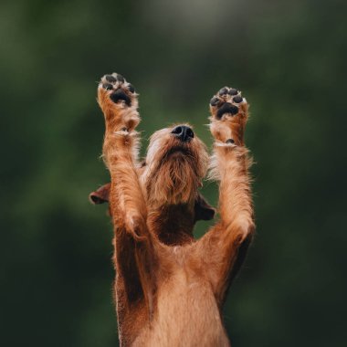 İrlandalı teriyer köpeği pençelerini kaldırıyor