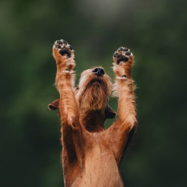 Irish terrier dog raising his paws up clipart