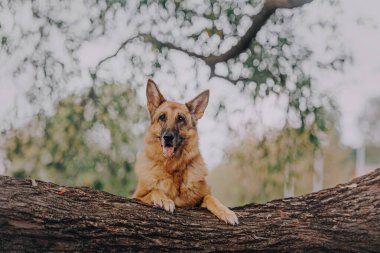 Alman çoban köpeği pençelerini ağaca koydu.