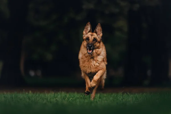 Alman çoban köpeği parkta koşuyor. — Stok fotoğraf