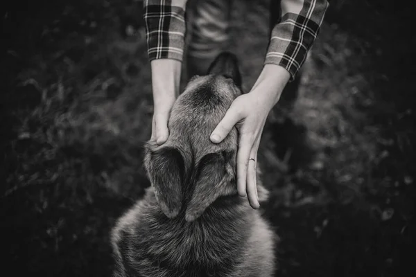 Mãos segurando a cabeça de cães pastor alemão — Fotografia de Stock