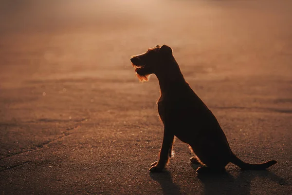 Irish terrier cão sentado no pôr do sol — Fotografia de Stock