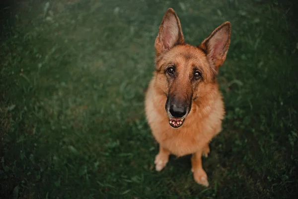 Pastore tedesco cane guardando la fotocamera — Foto Stock