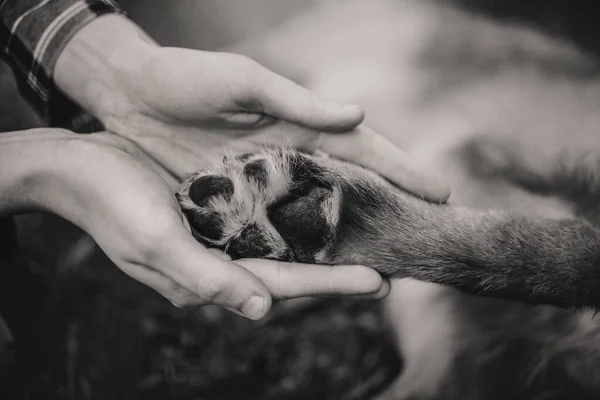 Womans hands gently hold the dogs paw — Stock Photo, Image