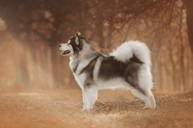 Malamute dog stands on autumns trees background clipart