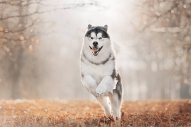 Happy Malamute dog running in autumns park clipart