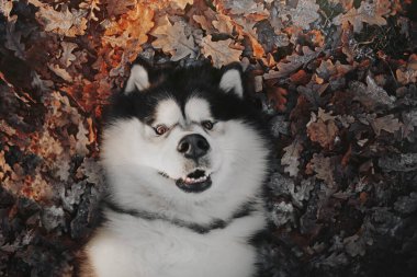 Malamute köpeği sonbahar yapraklarında yatıyor.