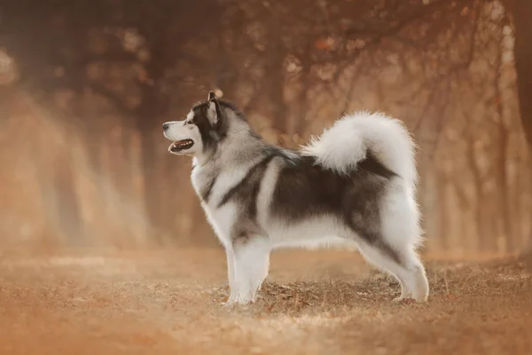 Malamute perro de pie sobre árboles otoñales fondo — Foto de Stock