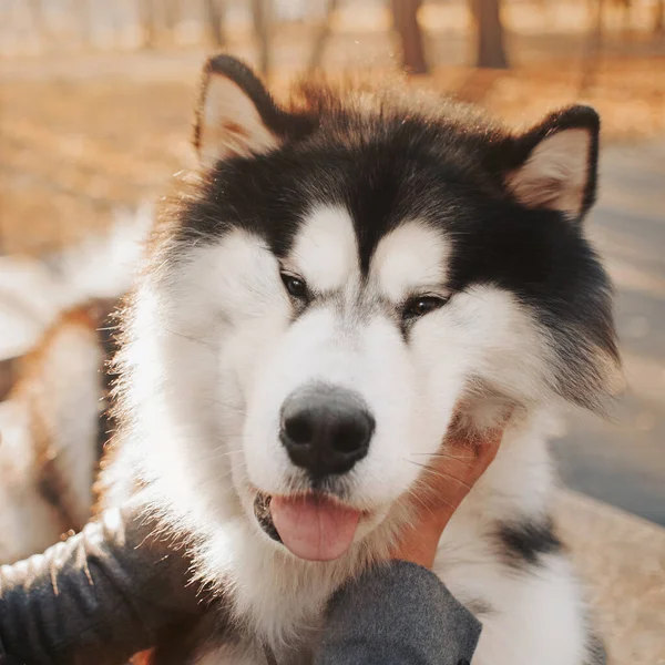 Mans ręce delikatnie ścisnąć głowę Malamute psów — Zdjęcie stockowe