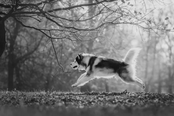 Malamute perro corriendo sobre árboles otoñales fondo — Foto de Stock