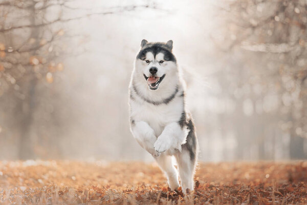Happy Malamute dog running in autumns park in morning
