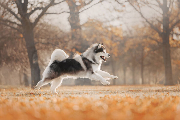 Malamute dog running on autumns trees background in park