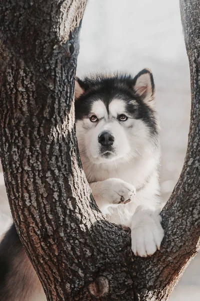 Malamute cão fica com as patas dianteiras na árvore — Fotografia de Stock