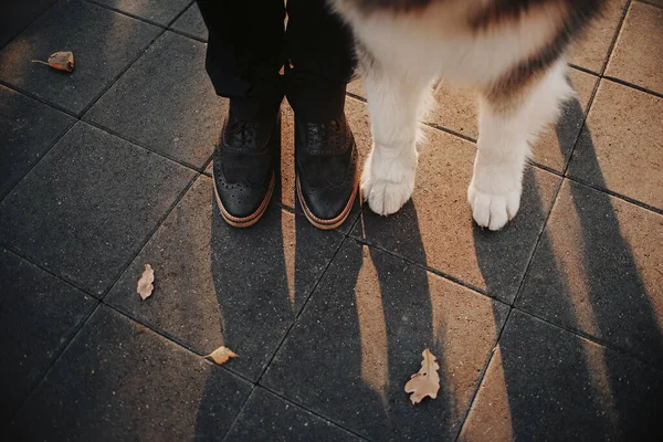 Homem e cães pernas lado a lado — Fotografia de Stock