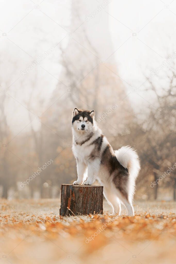 Malamute dog stands with his front paws on stump