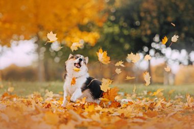 Pembroke Galli Corgi yapraklarda oynuyor