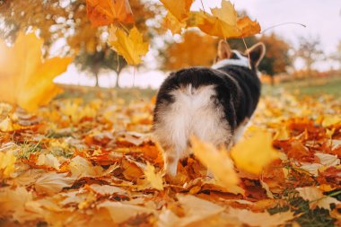 Galli Corgi Pembroke kameraya sırtını döndü.