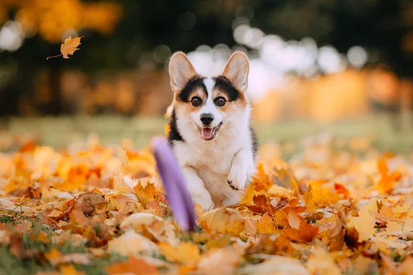 Pembroke Welsh Corgi brincando nas folhas — Fotografia de Stock