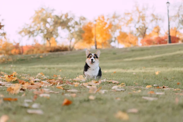 Pembroke Welsh Corgi is in the leaves — Stock Photo, Image