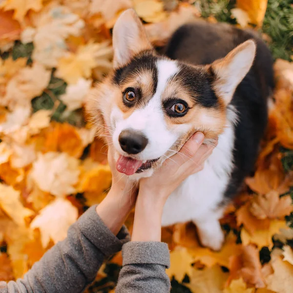 Mãos segurando a cabeça do galês Corgi Pembroke — Fotografia de Stock